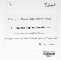 Puccinia septentrionalis image